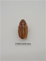 藏品(金龜科(二)外國)的圖片